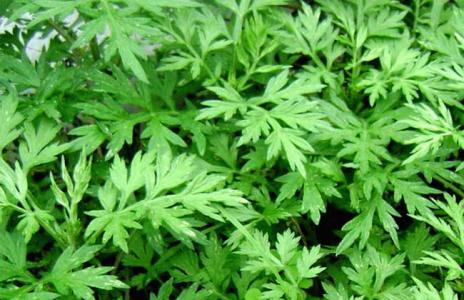 艾叶泡水喝有什么作用和功效,艾叶泡水喝有什么功效和作用