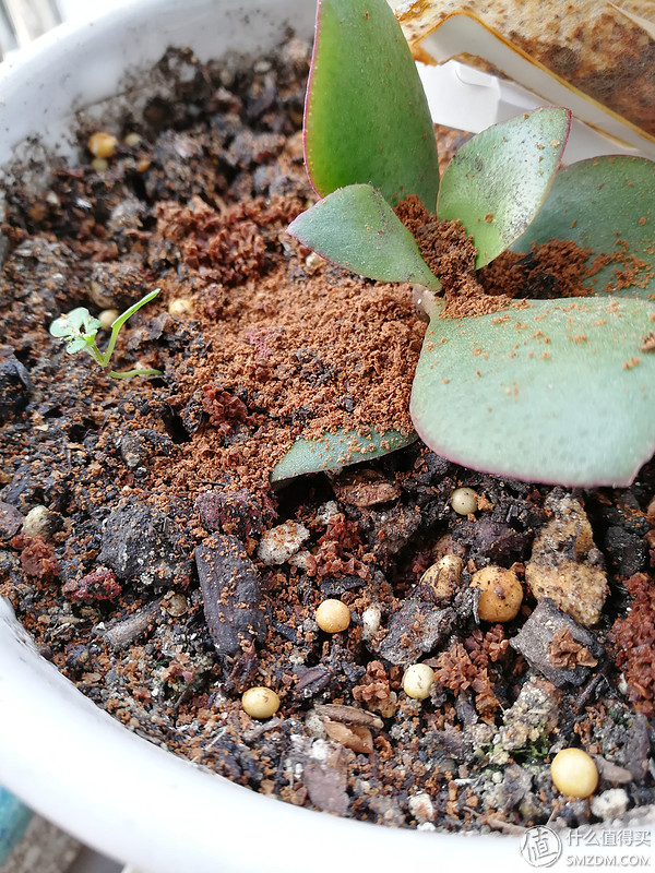 华为mate8与光荣v9哪款更流畅不卡,光荣v9鸿蒙2.0.0.125版本好用吗