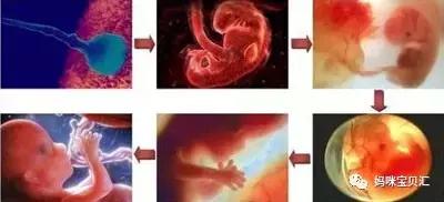 孕期几次b超比较合适,孕期B超应该多久做一次