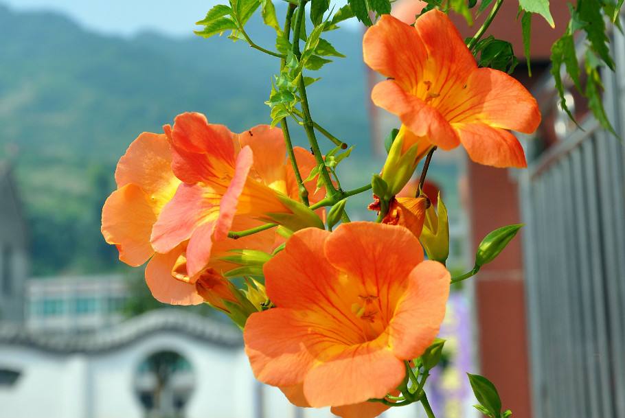 我如果爱你，绝不学攀枝的凌霄花，借你的高枝炫耀自己