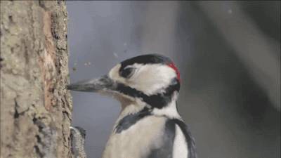 中国古代怪鸟,古代有什么奇特的鸟