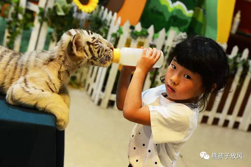 广州长隆野生动物园游玩攻略,广州长隆野生动物园攻略自由行