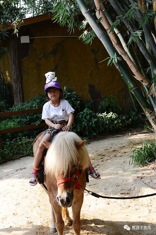 广州长隆野生动物园游玩攻略,广州长隆野生动物园攻略自由行