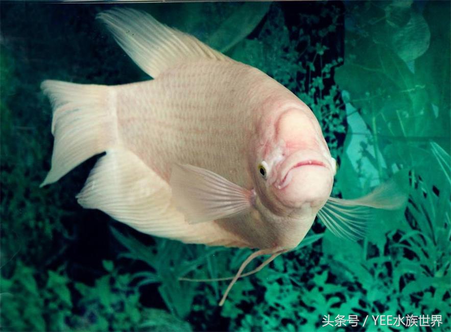 鱼缸养鱼真的能招财吗,养鱼聚财有什么讲究