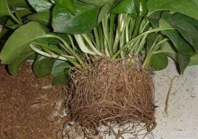 绿萝用一层花盆养需要注意什么,绿萝怎么养叶子油亮