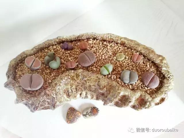 老桩多肉爱生根吗,多肉老法师老桩名品