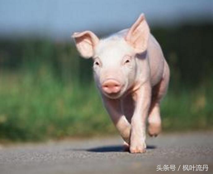 生肖猪最具意思的性格和优点！