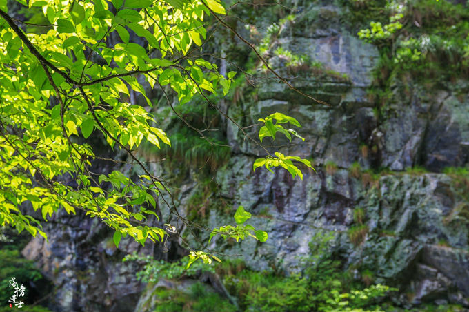 哪儿有原始森林拍照的景区,冬天适合拍照的原始森林