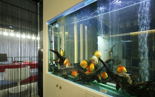 鱼缸放在家里哪个方向最旺财旺人,偏财运鱼缸放客厅什么方向