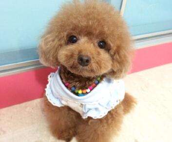 怎么样才能正确的引导泰迪上厕所,怎么简单教会泰迪上厕所