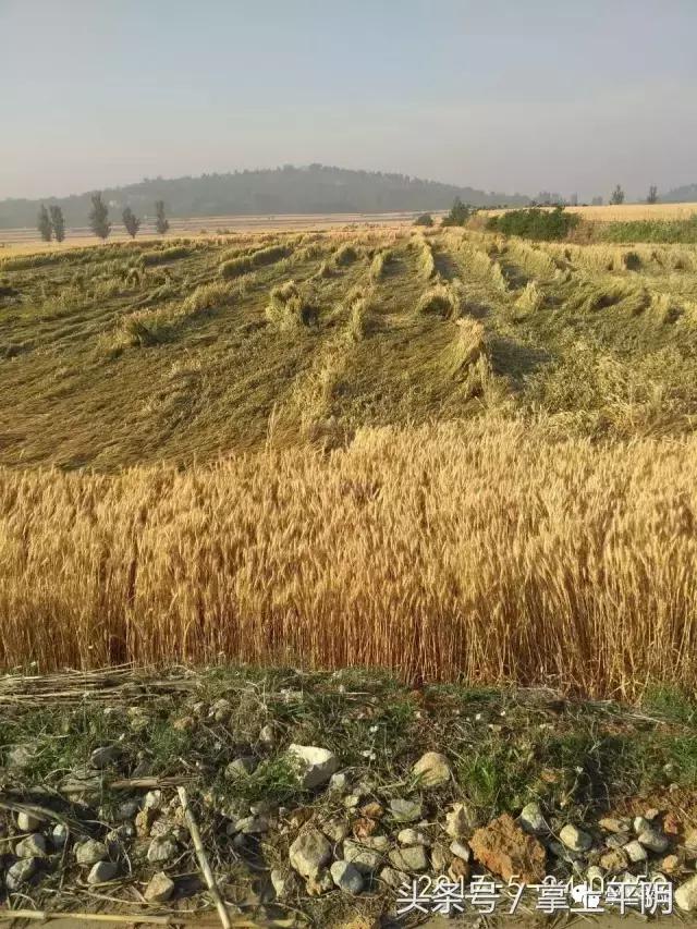 平阴那些事：中高考噪声监管通告；文明过端午；关爱留守儿童