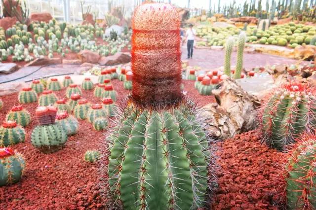 南通人可以免费的景点,南通人都去哪里玩