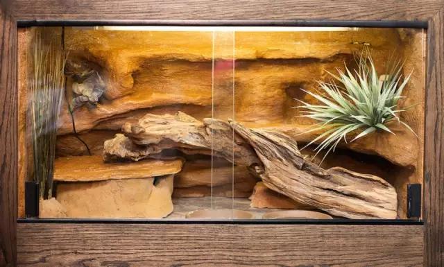 豹纹守宫的品种大全,豹纹守宫好养品种