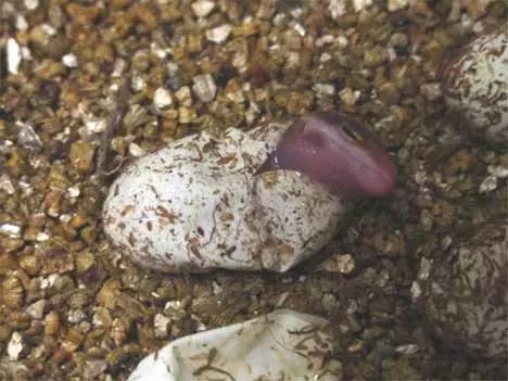 豹纹守宫的品种大全,豹纹守宫好养品种