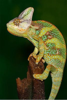 超级可爱的十大萌宠可以在家养,好养又干净的宠物萌宠