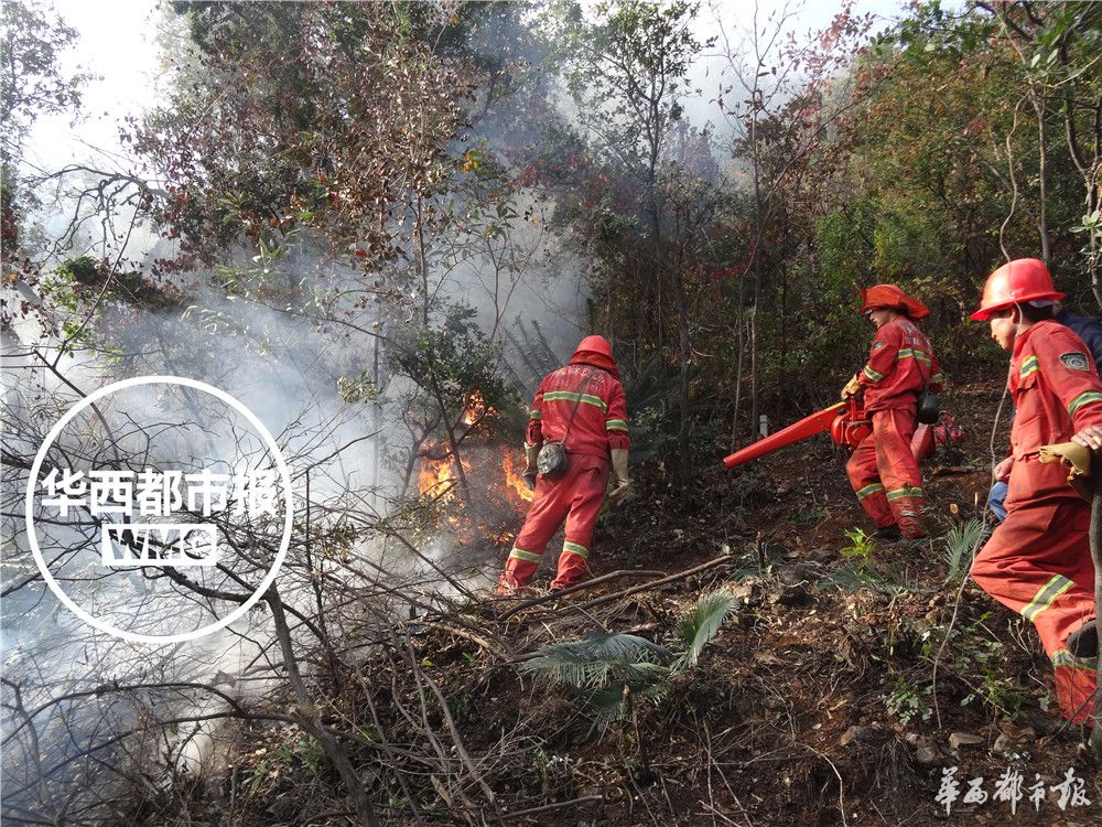 苏铁被称为什么地球上的活化石,苏铁是活化石植物吗