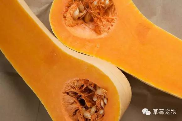 挑食汪星人吃什么,汪星人吃的是什么东西