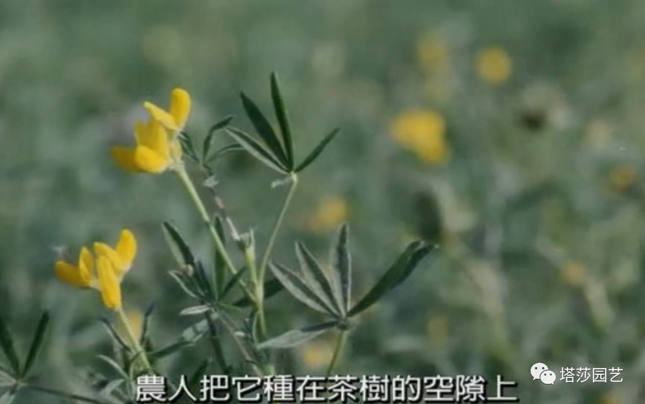 除了康乃馨以外送给妈妈什么花,代表母亲的花是康乃馨