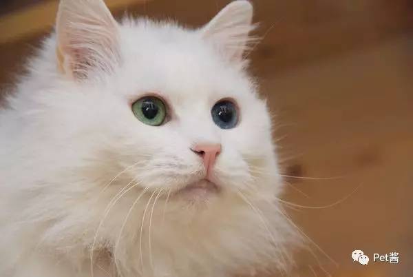 中华田园猫12个品种图哪个最好养,中国最稀少的猫品种中华田园猫