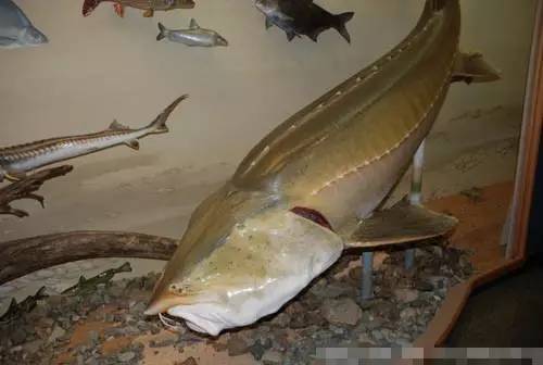 榛戦緳姹熼噹鐢熼矡槌囬奔浜嬩欢,榛戦緳姹熼硣楸肩殑鏁呬簨