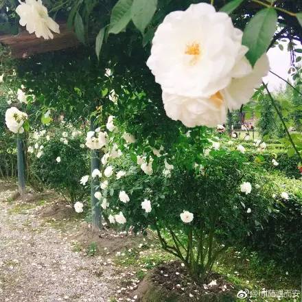 成都周边玫瑰花景点,成都周边玫瑰景点推荐一下