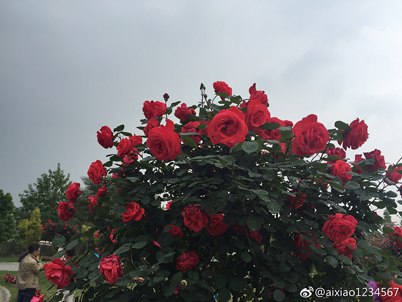 成都周边玫瑰花景点,成都周边玫瑰景点推荐一下
