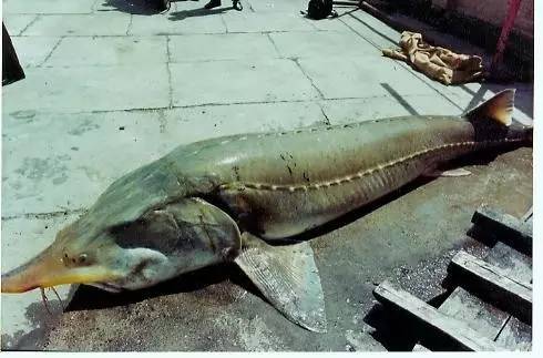 榛戦緳姹熼噹鐢熼矡槌囬奔浜嬩欢,榛戦緳姹熼硣楸肩殑鏁呬簨