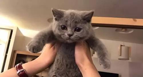 D180-差点儿五尸一命的“猫劫日”