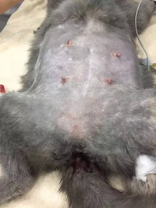 D180-差点儿五尸一命的“猫劫日”