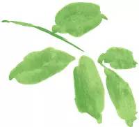 端午艾草养生图片,端午挂艾草祝大家端午安康