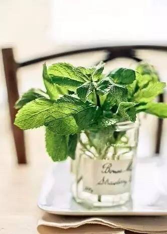 薄荷种盆,现在种绿色植物