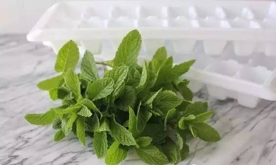 薄荷种盆,现在种绿色植物