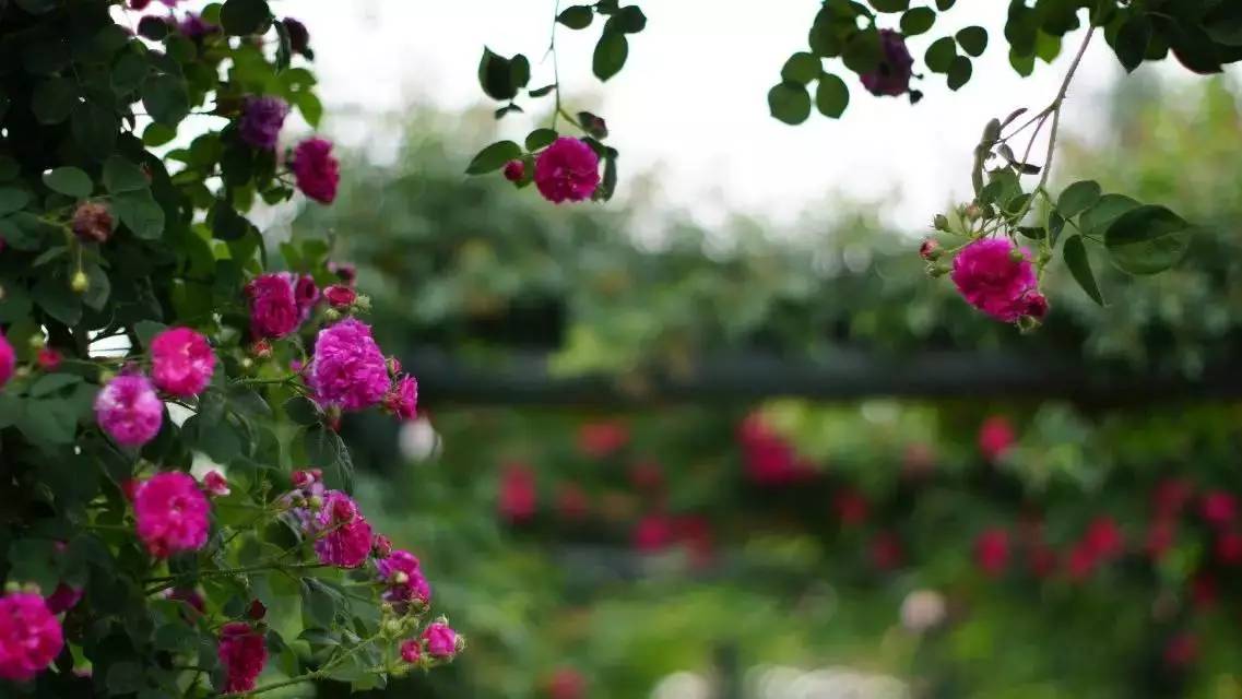 成都周边玫瑰花景点,成都周边玫瑰景点推荐一下