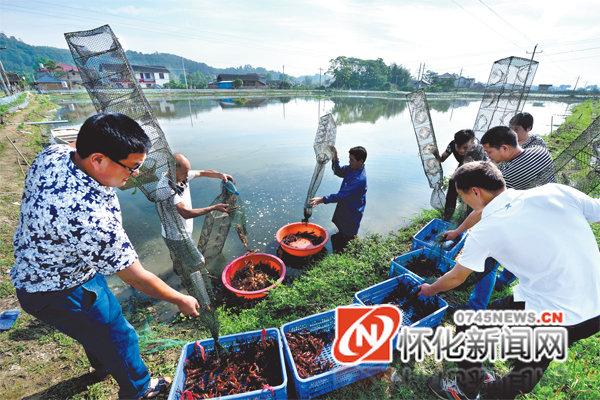 怀化龙虾养殖基地,怀化养殖龙虾基地