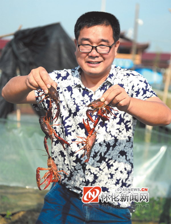 怀化龙虾养殖基地,怀化养殖龙虾基地
