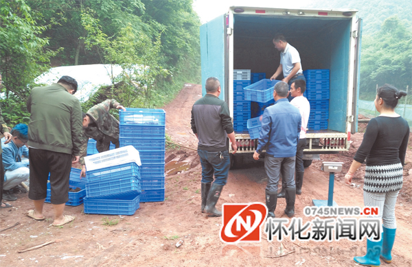 怀化龙虾养殖基地,怀化养殖龙虾基地