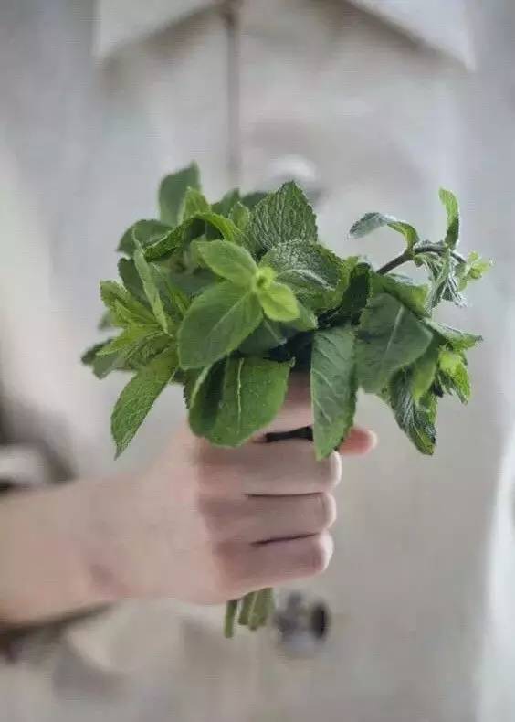 薄荷种盆,现在种绿色植物