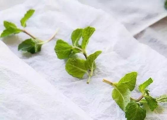 薄荷种盆,现在种绿色植物