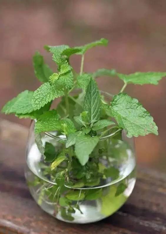 薄荷种盆,现在种绿色植物