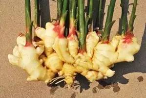 家庭阳台种生姜影响风水吗,阳台种姜技术视频全过程