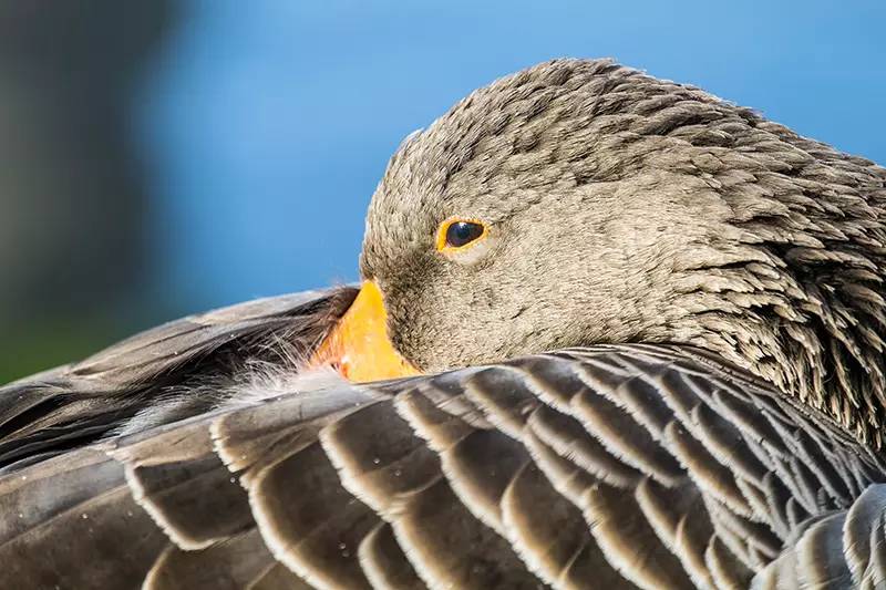 摄影景深有什么用,摄影之景深详解