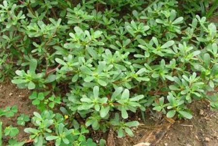 野菜马齿苋有很多的功效你知道吗,马齿苋在农村是常见的什么野菜