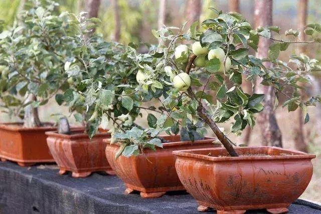 盆栽菠萝能长叶结果，苹果籽也能种出漂亮的小盆栽