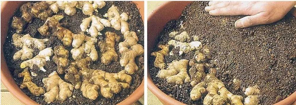 家庭阳台种生姜影响风水吗,阳台种姜技术视频全过程