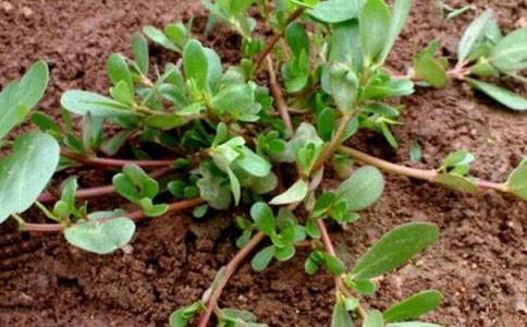 野菜马齿苋有很多的功效你知道吗,马齿苋在农村是常见的什么野菜