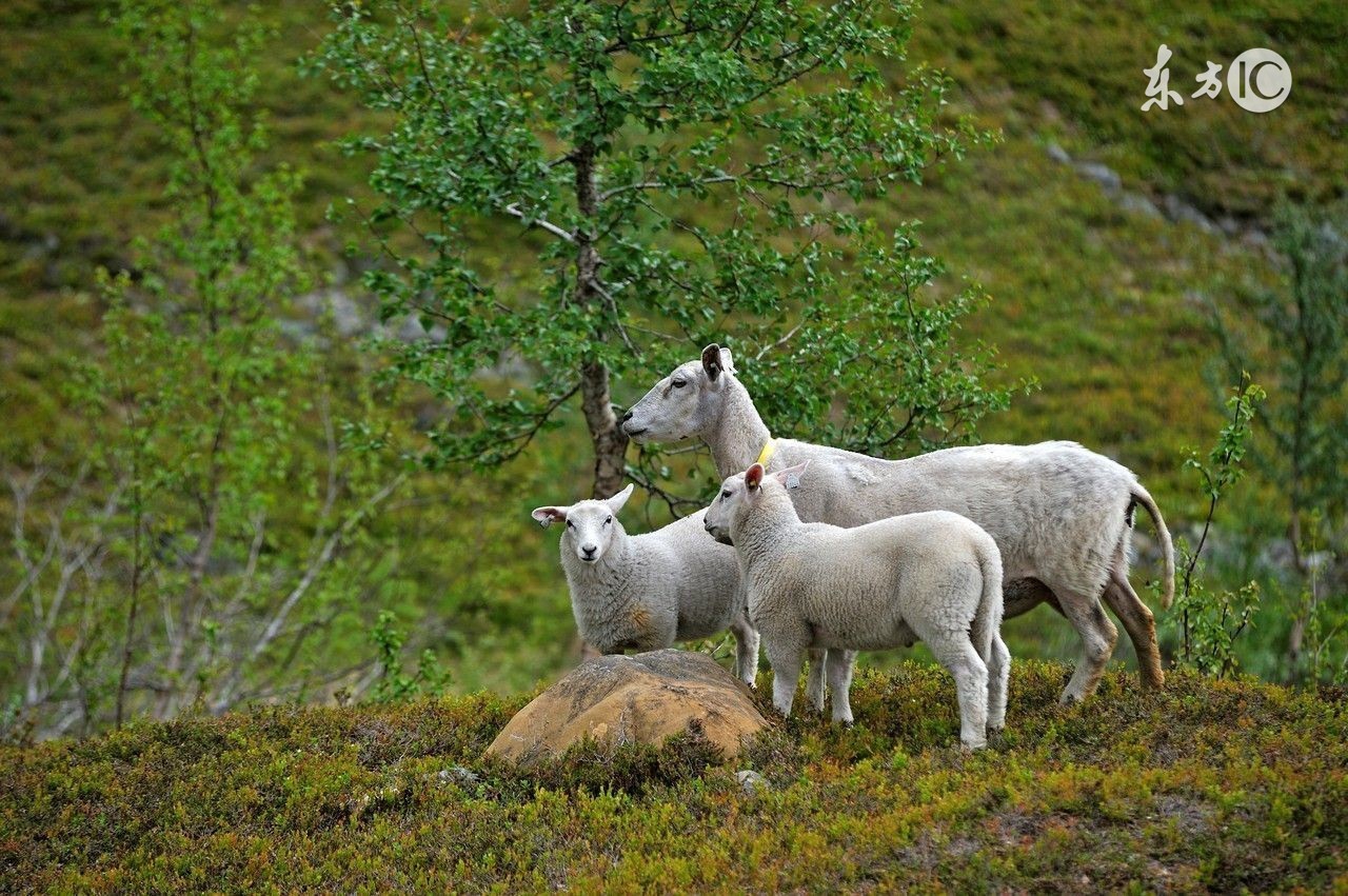 易经说属马和羊有什么说法,姓氏袁与属相蛇冲吗