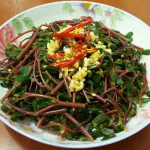 野菜马齿苋有很多的功效你知道吗,马齿苋在农村是常见的什么野菜