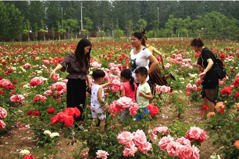 北京月季花海在哪里,北京最美月季景点
