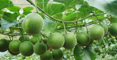 微商分销经营模式,供应链微商是什么模式