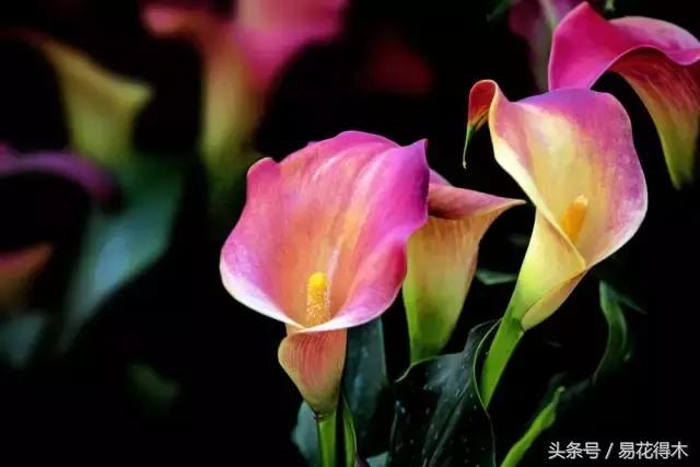 如何才能让马蹄莲复花,马蹄莲什么时候休眠什么时候开花